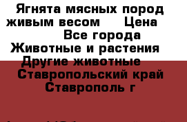 Ягнята мясных пород живым весом.  › Цена ­ 125 - Все города Животные и растения » Другие животные   . Ставропольский край,Ставрополь г.